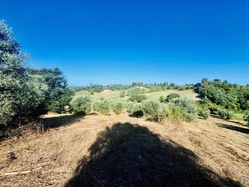 Terreno Agricola ou Rústico para Venda em Paialvo Foto 15