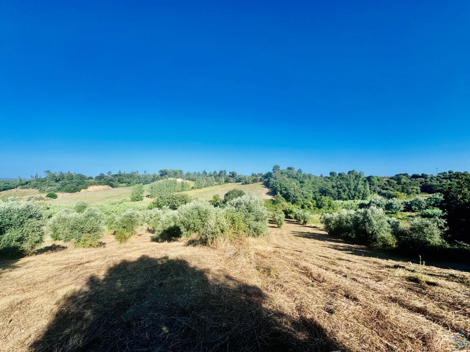 Terreno Agricola ou Rústico para Venda em Paialvo Foto 16