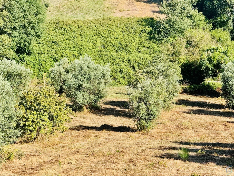 Terreno Agricola ou Rústico para Venda em Paialvo Foto 21