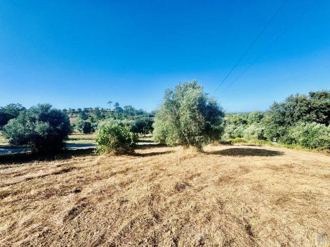 Terreno Agricola ou Rústico para Venda em Paialvo Foto 11