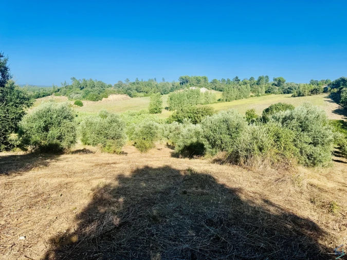 Terreno Agricola ou Rústico para Venda em Paialvo Foto 13