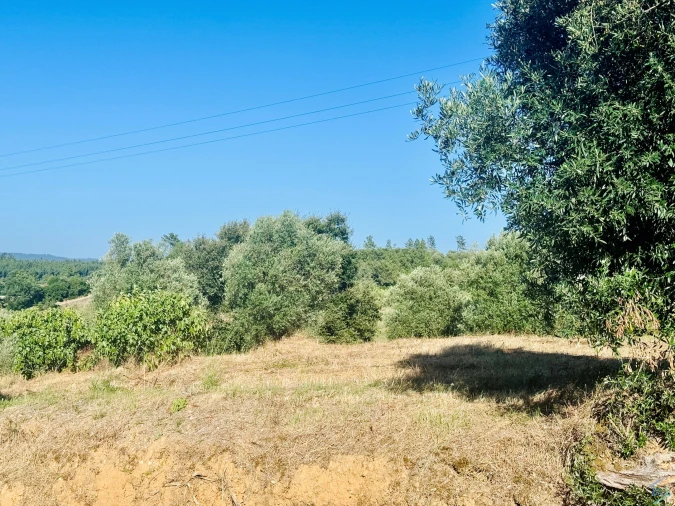 Terreno Agricola ou Rústico para Venda em Paialvo Foto 3