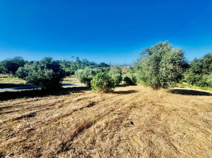 Terreno Agricola ou Rústico para Venda em Paialvo Foto 19
