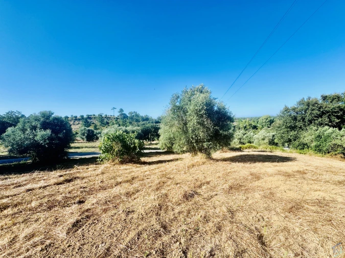 Terreno Agricola ou Rústico para Venda em Paialvo Foto 10