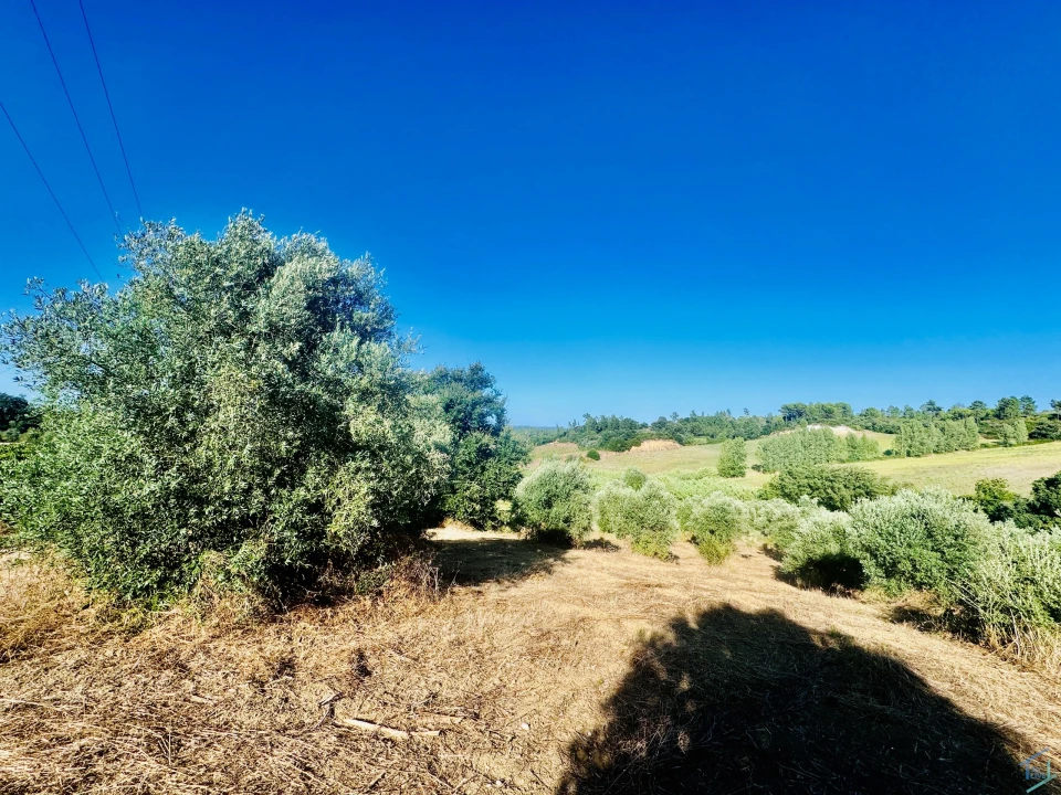 Terreno Agricola ou Rústico para Venda em Paialvo Foto 17