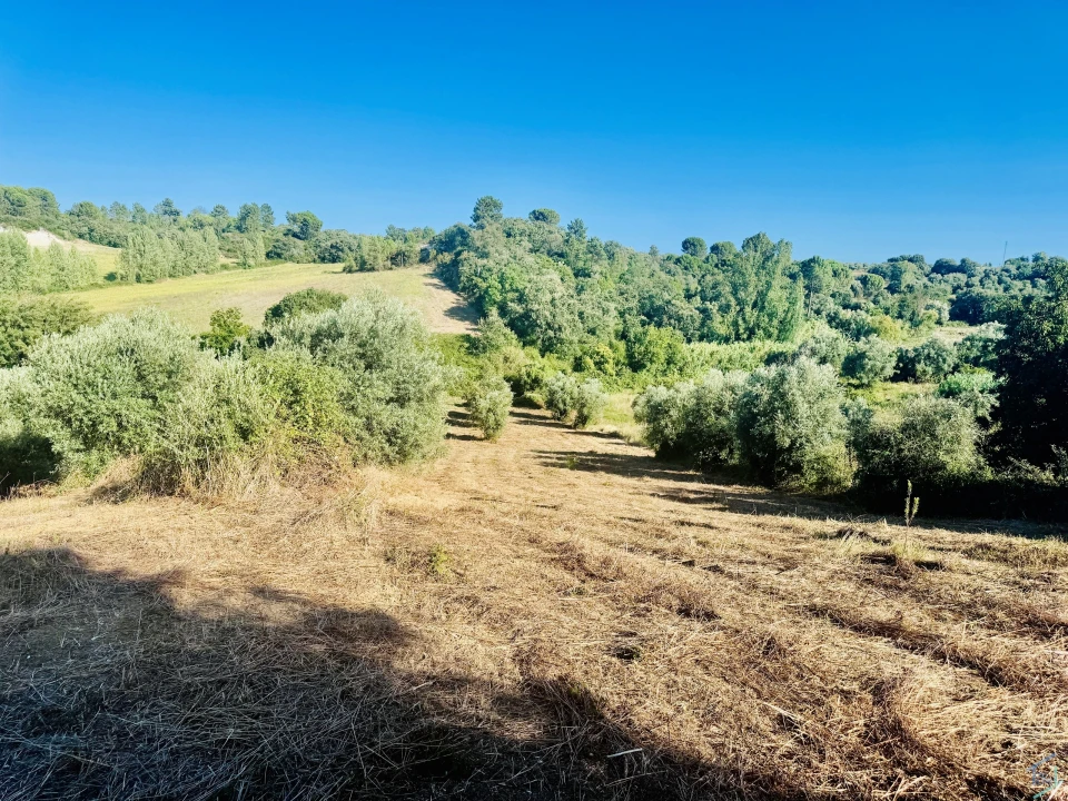Terreno Agricola ou Rústico para Venda em Paialvo Foto 12