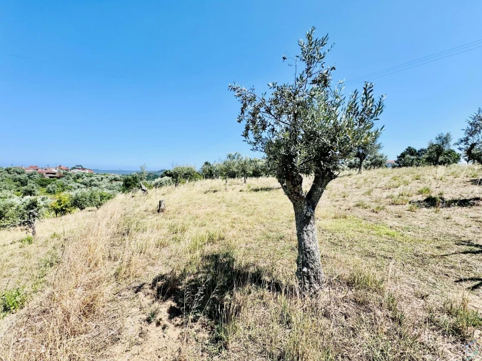 Terreno Agricola ou Rústico para Venda em São Pedro de Tomar Foto 15