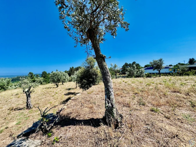 Terreno Agricola ou Rústico para Venda em São Pedro de Tomar Foto 18