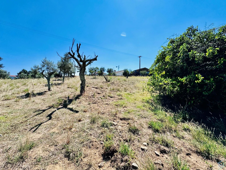 Terreno Agricola ou Rústico para Venda em São Pedro de Tomar Foto 14
