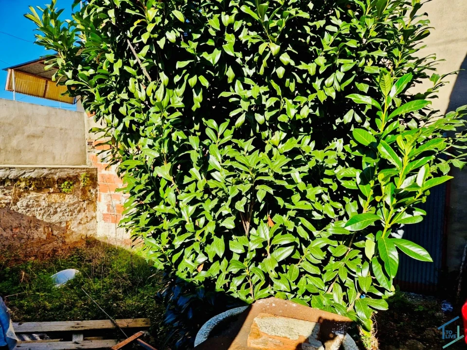 Moradia para Venda em Amiais de Baixo Foto 8