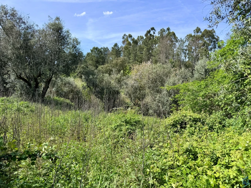 Moradia T3 para Venda em Olalhas Foto 25