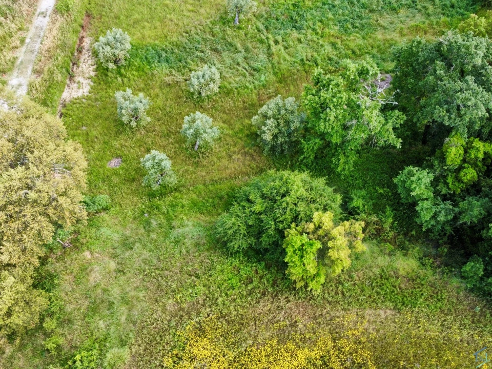 Terreno para Venda em São Pedro de Tomar Foto 14