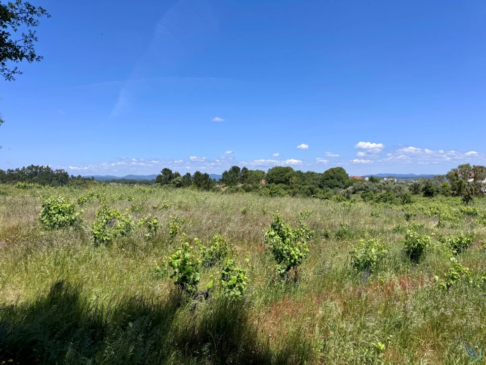 Terreno para Venda em São Pedro de Tomar Foto 5