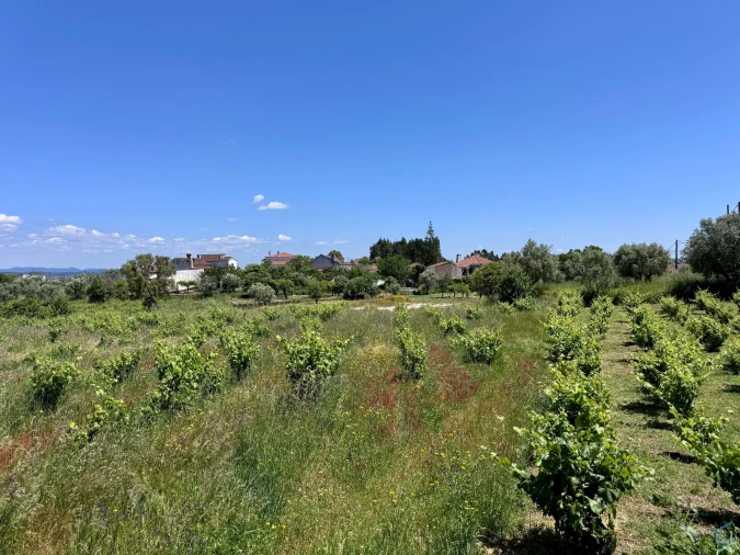 Terreno para Venda em São Pedro de Tomar Foto 2