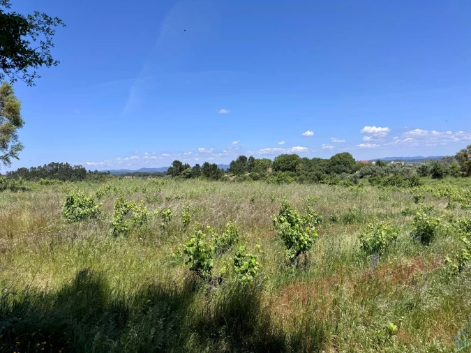 Terreno para Venda em São Pedro de Tomar Foto 3