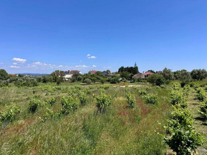 Terreno para Venda em São Pedro de Tomar Foto 7