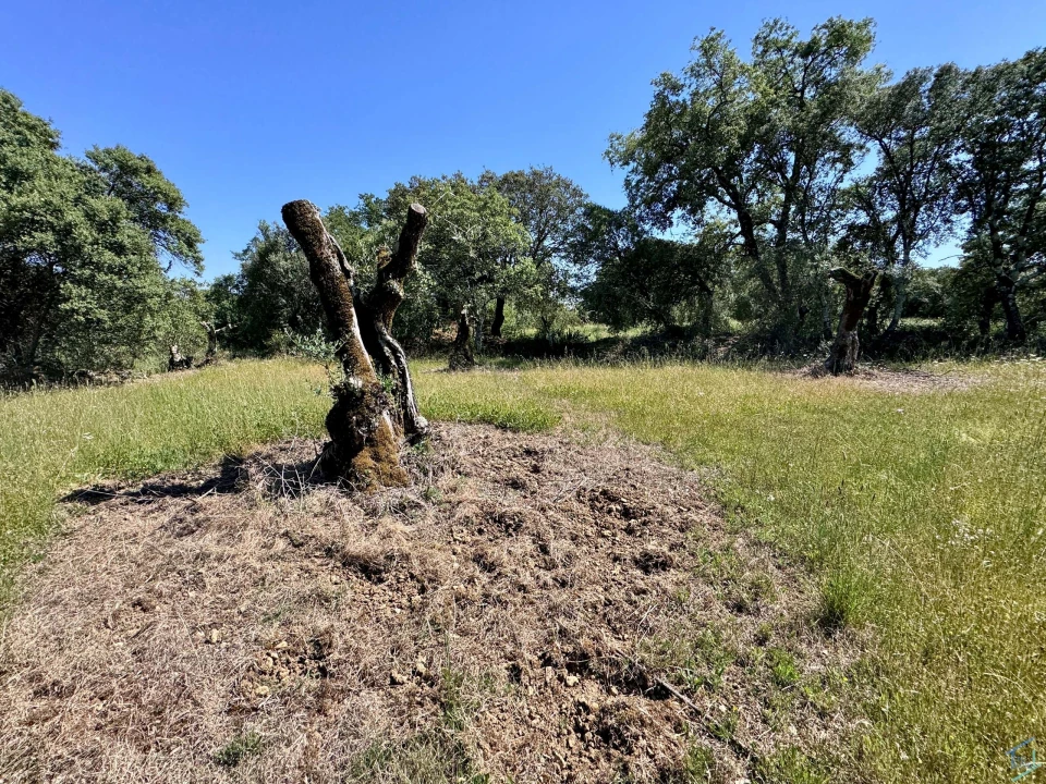 Terreno para Venda em Areias e Pias Foto 41