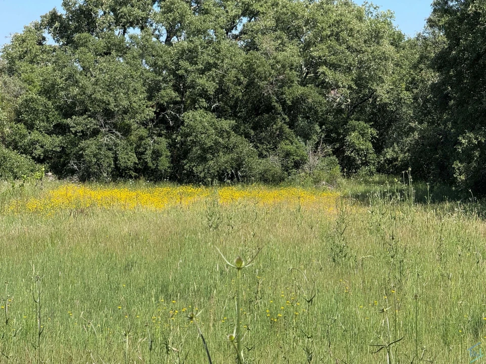 Terreno para Venda em Areias e Pias Foto 54