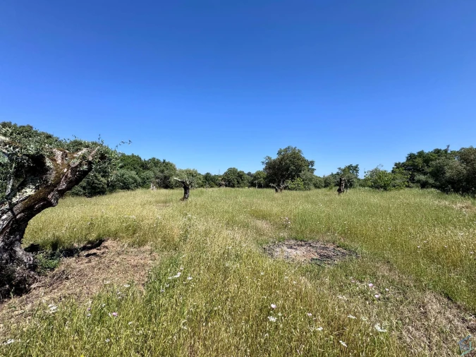 Terreno para Venda em Areias e Pias Foto 28