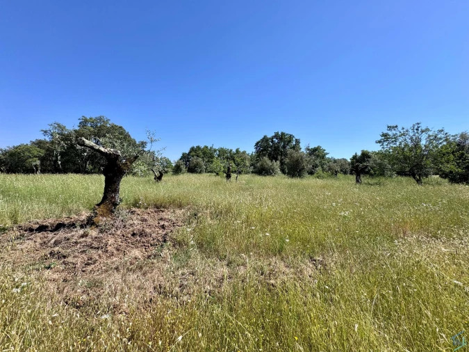 Terreno para Venda em Areias e Pias Foto 38