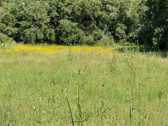 Terreno para Venda em Areias e Pias Foto 55