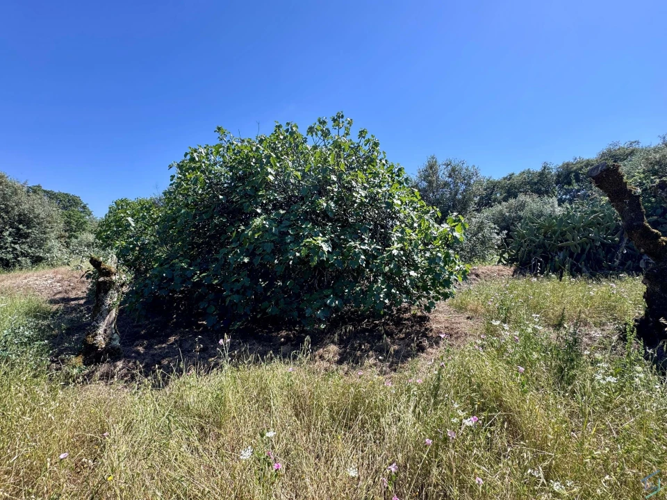 Terreno para Venda em Areias e Pias Foto 21