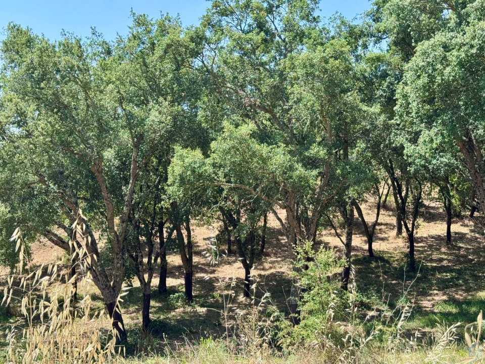 Terreno para Venda em Casais e Alviobeira Foto 11