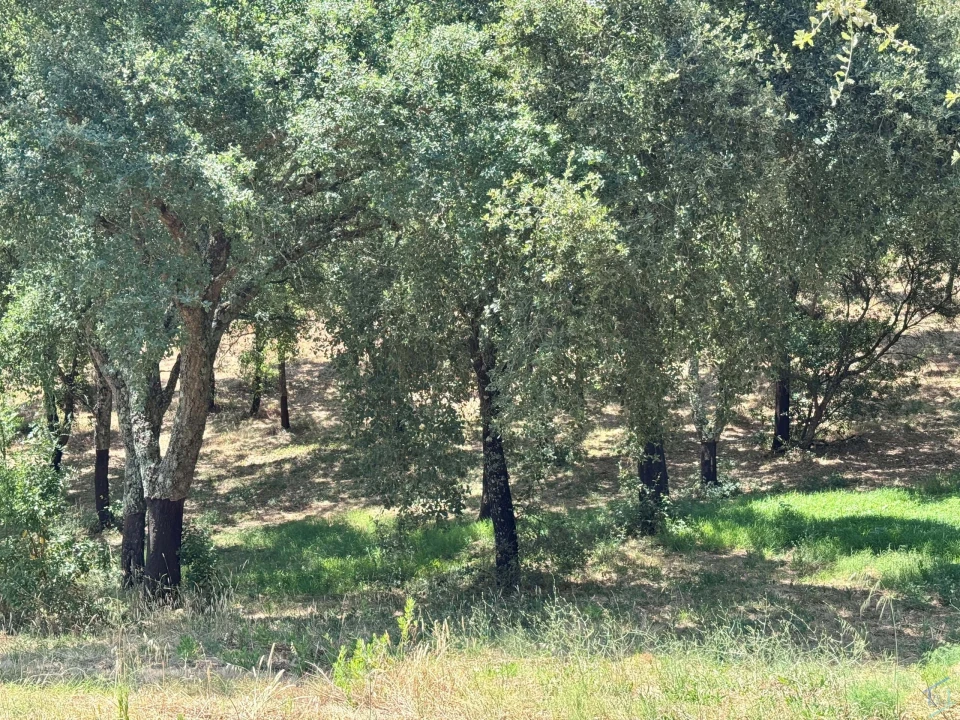 Terreno para Venda em Casais e Alviobeira Foto 7