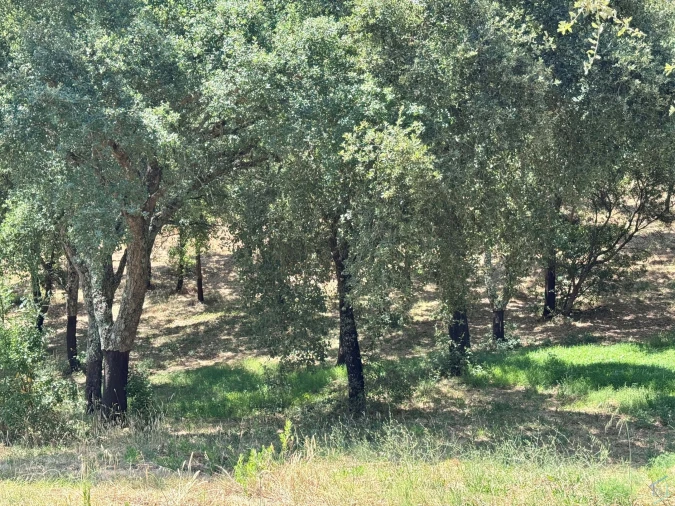 Terreno para Venda em Casais e Alviobeira Foto 7