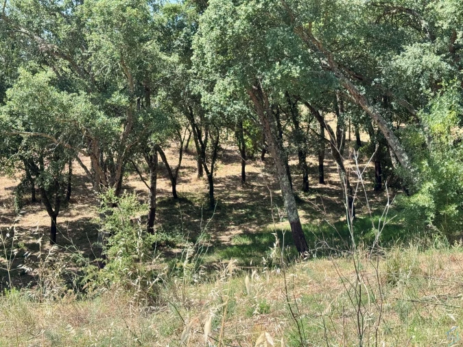 Terreno para Venda em Casais e Alviobeira Foto 13