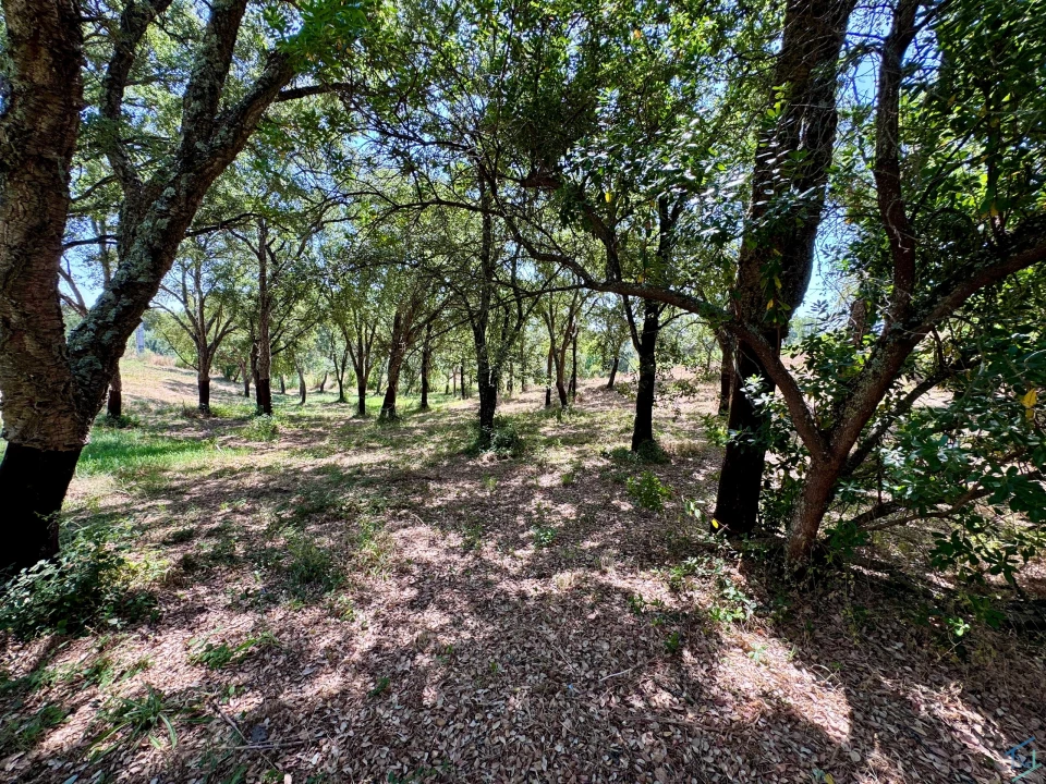Terreno para Venda em Casais e Alviobeira Foto 17
