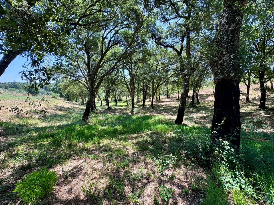 Terreno para Venda em Casais e Alviobeira Foto 16