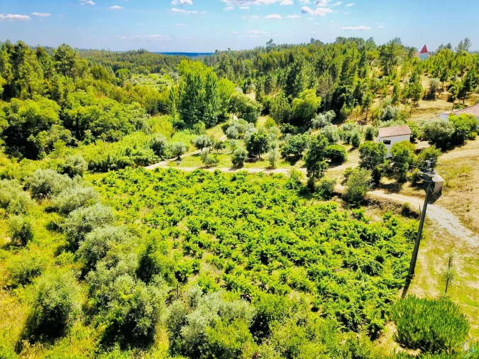 Moradia T7 para Venda em São Pedro de Tomar Foto 84