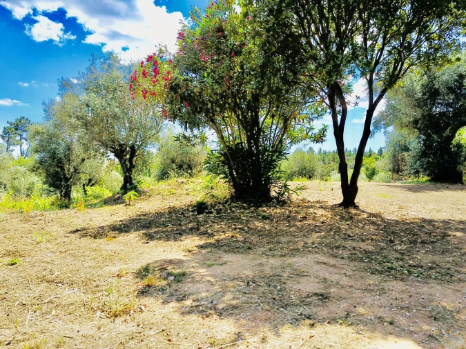 Moradia T7 para Venda em São Pedro de Tomar Foto 75