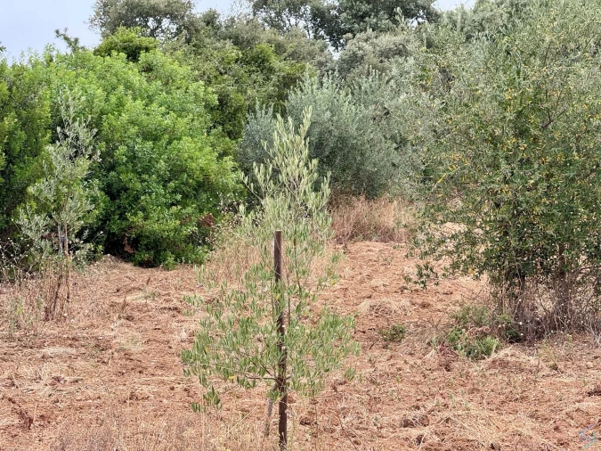 Terreno para Venda em Carregueiros Foto 48