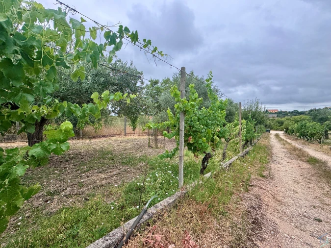 Terreno para Venda em Carregueiros Foto 3
