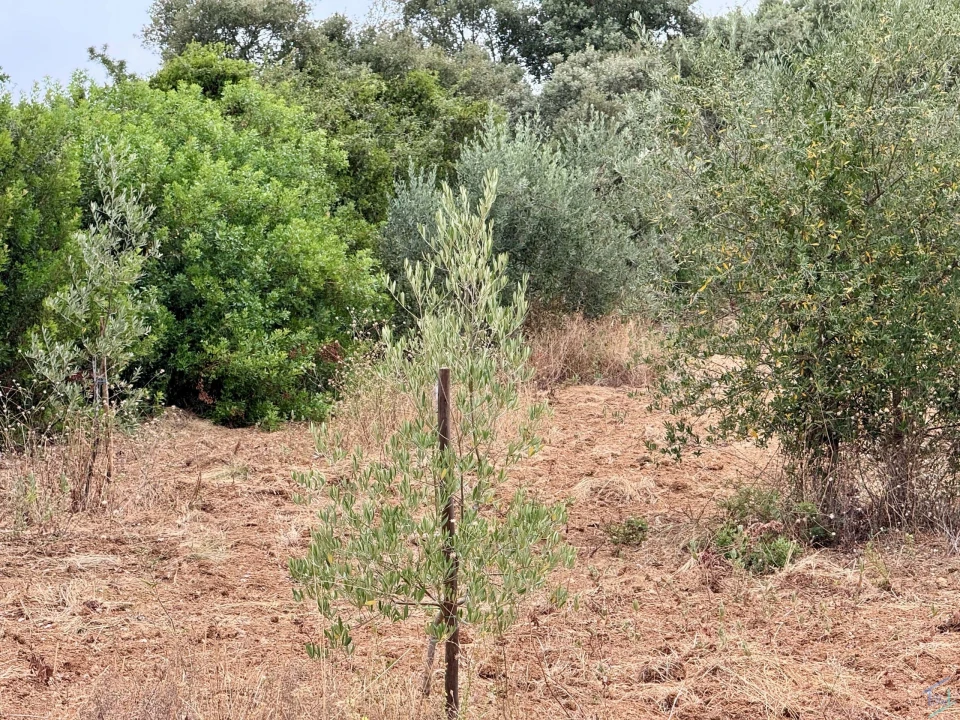 Terreno para Venda em Carregueiros Foto 48