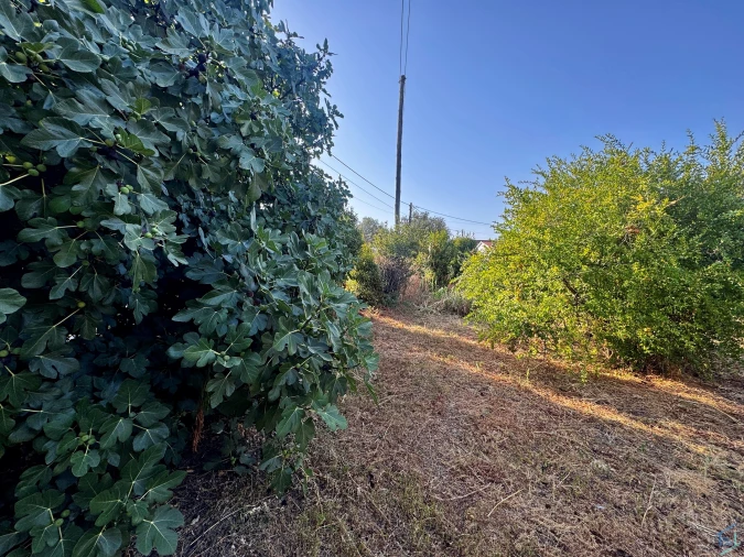 Terreno para Venda em Paialvo Foto 21