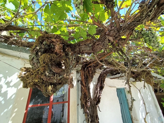 Terreno para Venda em Chãos Foto 11