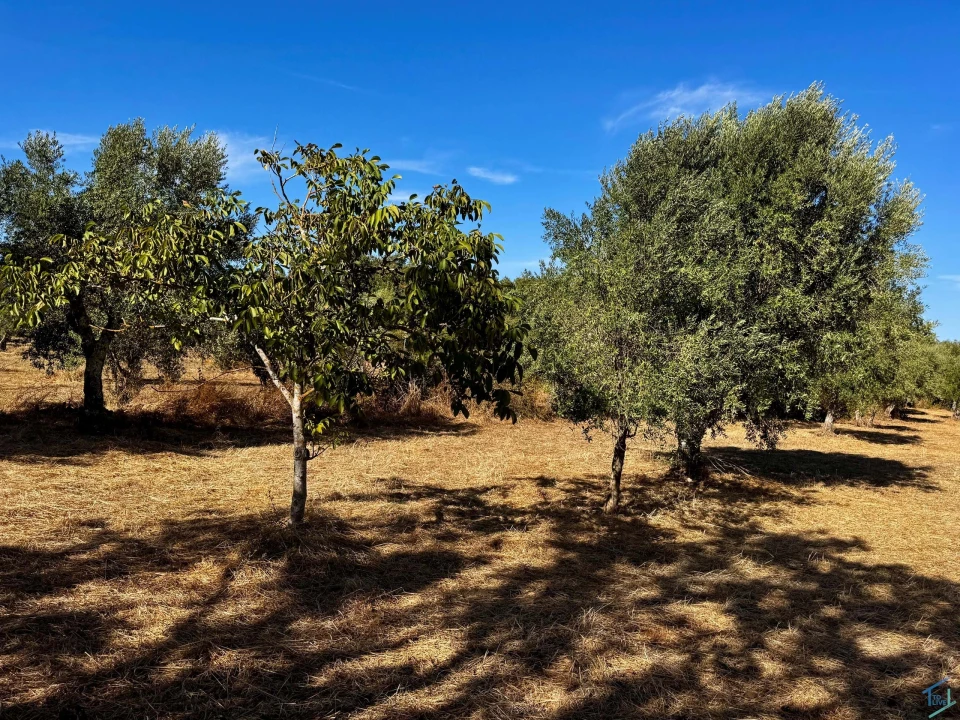 Terreno para Venda em Chãos Foto 33