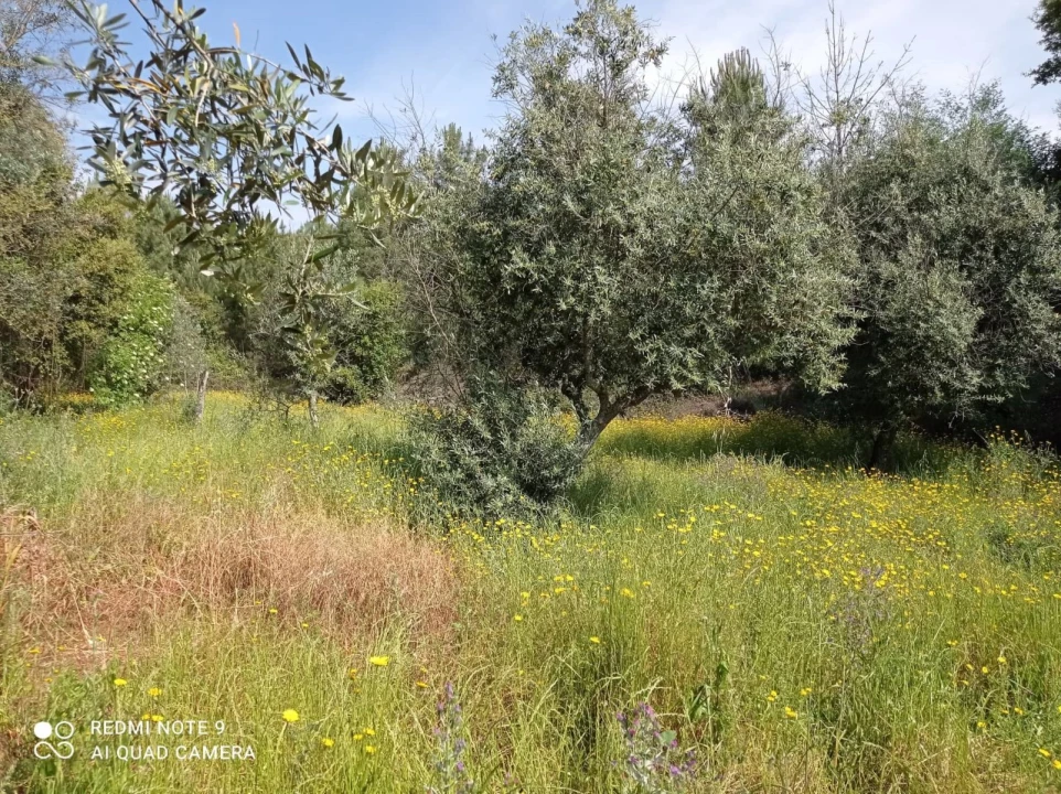 Moradia T3 para Venda em Amendoa Foto 22