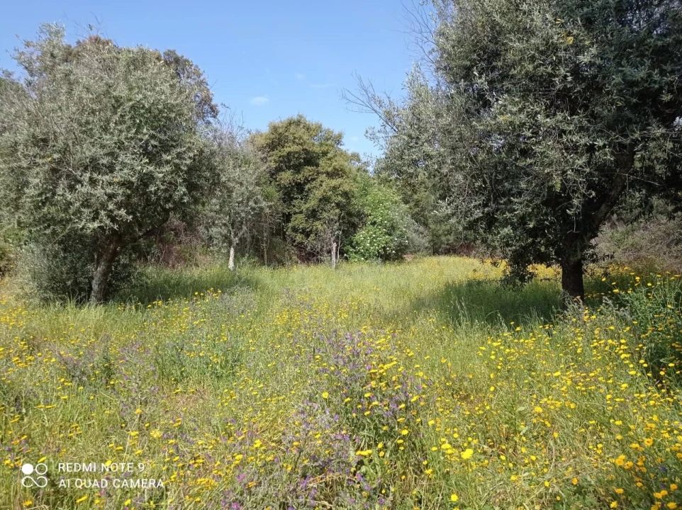 Moradia T3 para Venda em Amendoa Foto 25