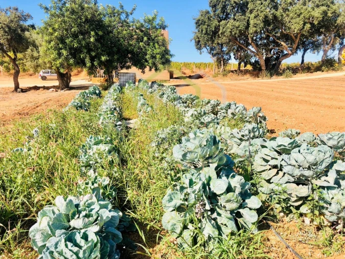 Terreno para Venda em Albufeira e Olhos de Água Foto 19