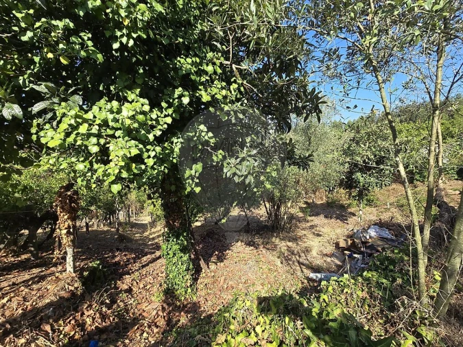 Moradia T3 para Venda em Sé Nova, Santa Cruz, Almedina e São Bartolomeu Foto 14