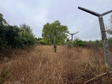 Terreno para Venda em São Martinho de Árvore e Lamarosa