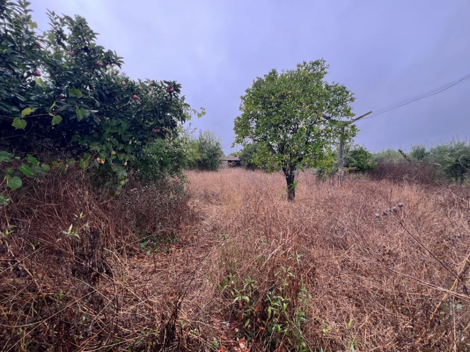 Terreno para Venda em São Martinho de Árvore e Lamarosa Foto 1