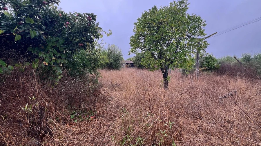 Terreno para Venda em São Martinho de Árvore e Lamarosa