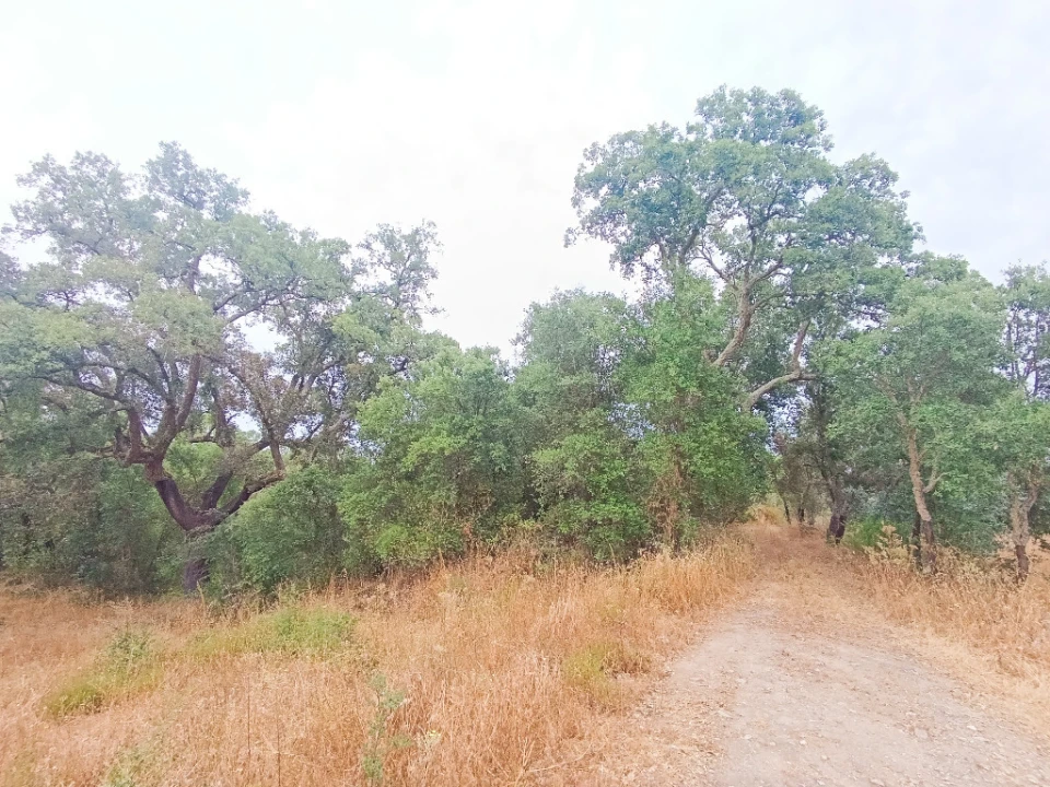 Quinta T2 para Venda em Mouriscas Foto 5