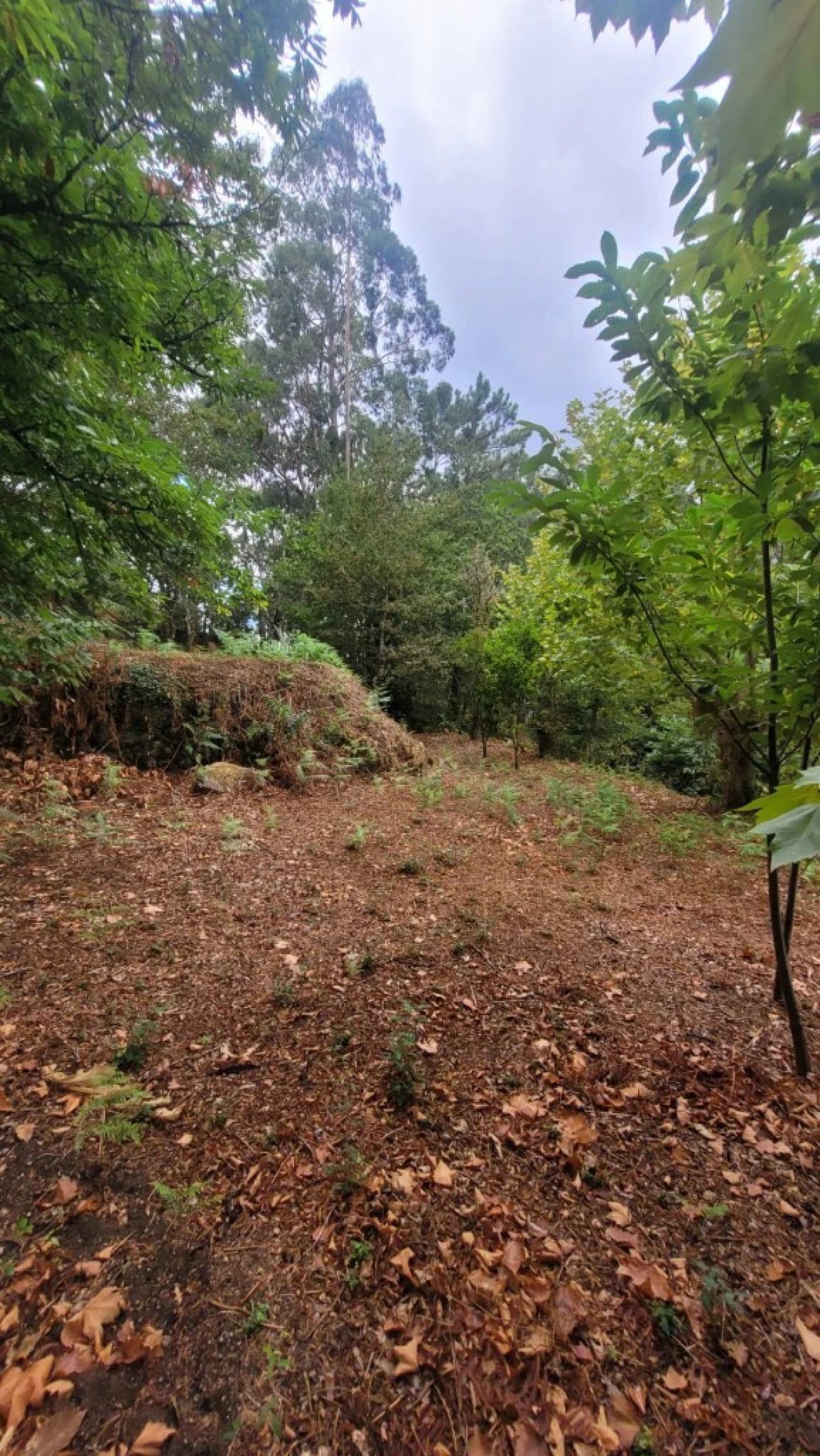 Terreno para Venda em Parada do Bouro Foto 4