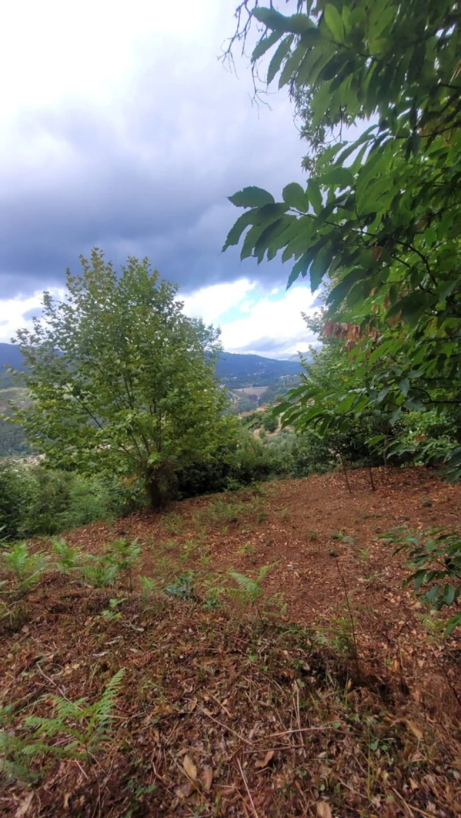 Terreno para Venda em Parada do Bouro Foto 1